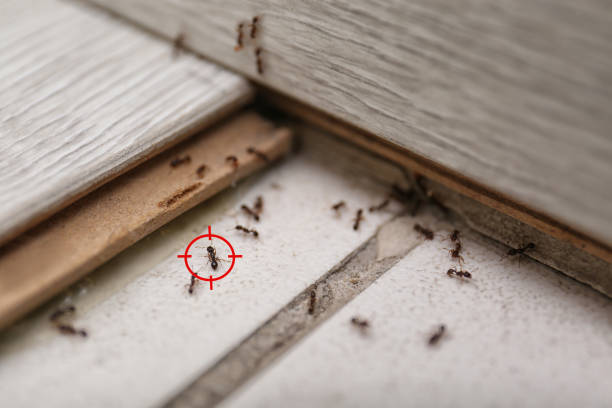 Best Local Pest Control Services  in Pughtown, PA